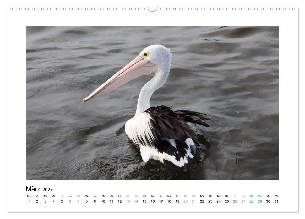 Traumziel Australien - Faszinierende Tierwelt 2027 (CALVENDO Wandkalender 2027)