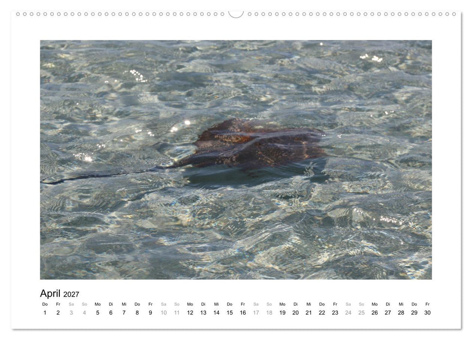 Traumziel Australien - Faszinierende Tierwelt 2027 (CALVENDO Wandkalender 2027)