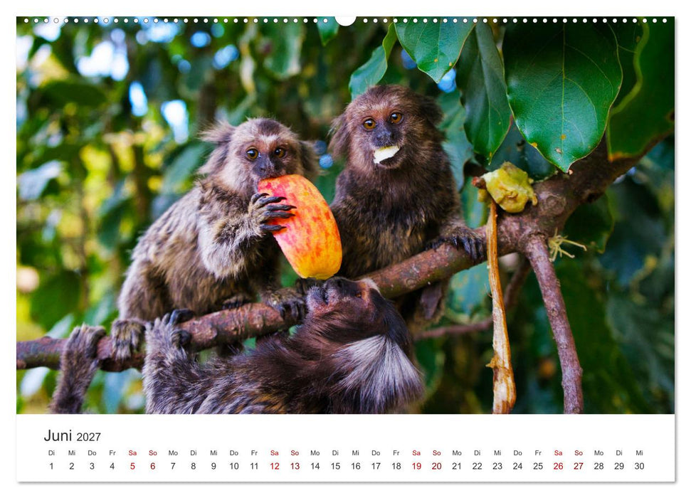 Brasilien - Karnevale, Fußball und Regenwälder. (CALVENDO Premium Wandkalender 2027)
