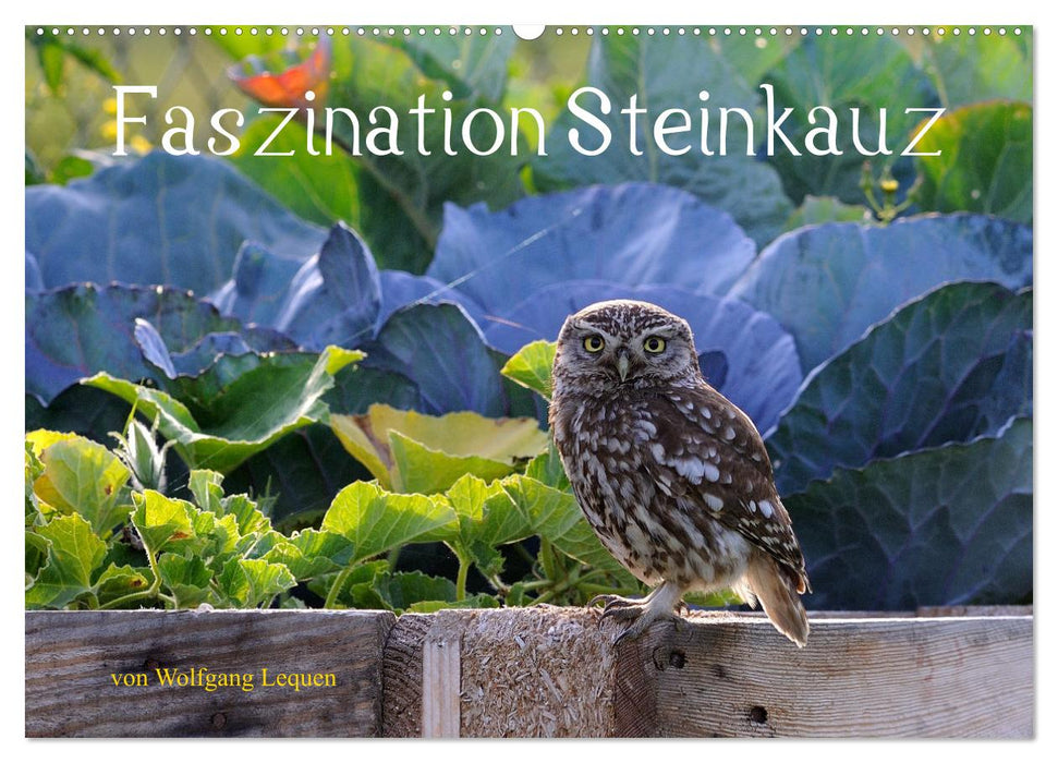 Faszination Steinkauz (CALVENDO Wandkalender 2027)