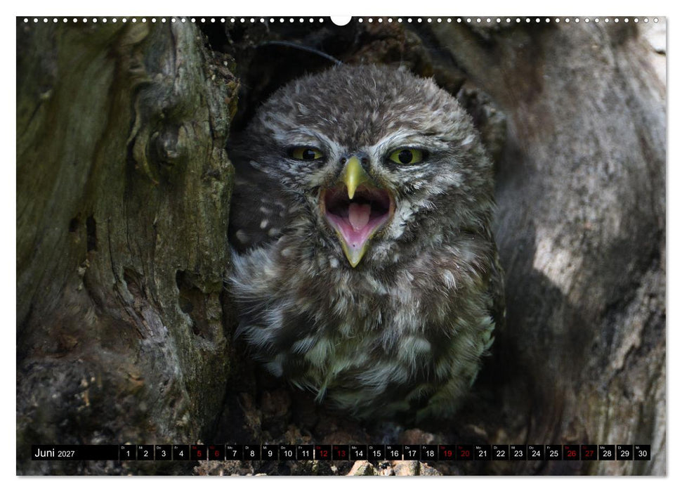 Faszination Steinkauz (CALVENDO Wandkalender 2027)