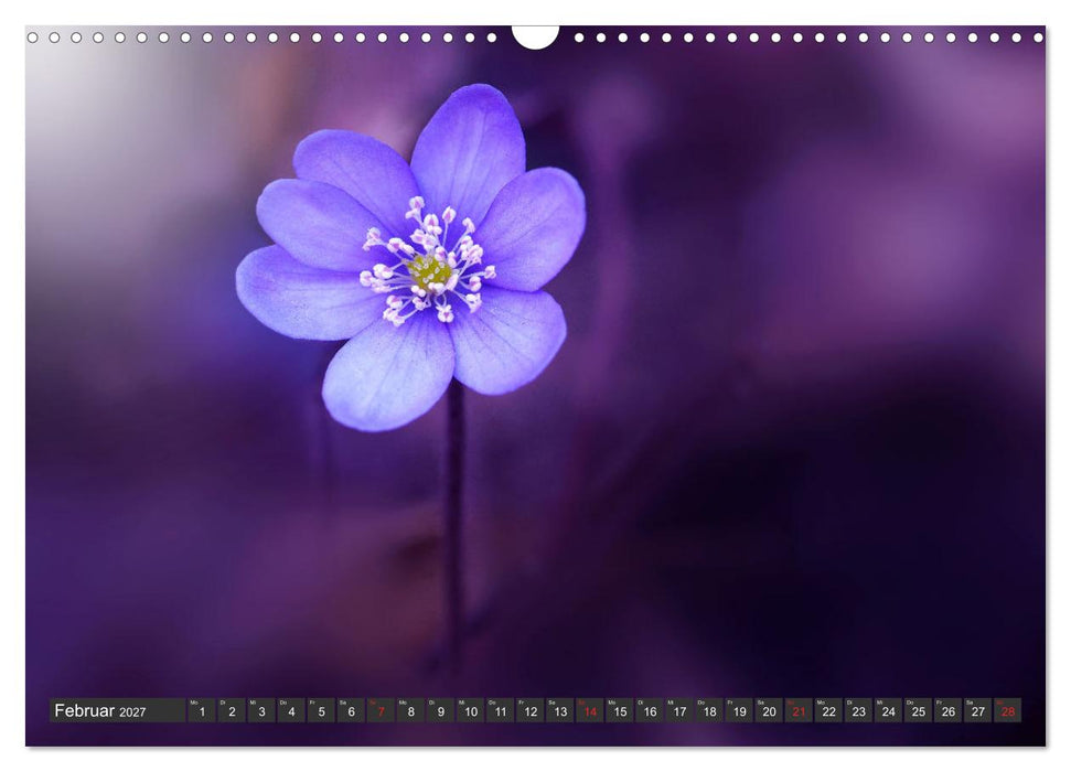 Makrowelt - Blumen und Insekten im Fokus (CALVENDO Wandkalender 2027)
