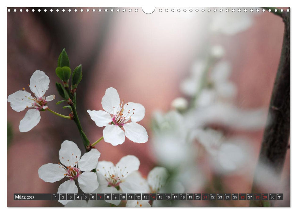 Makrowelt - Blumen und Insekten im Fokus (CALVENDO Wandkalender 2027)