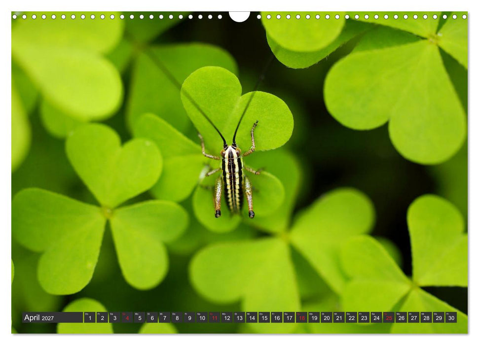 Makrowelt - Blumen und Insekten im Fokus (CALVENDO Wandkalender 2027)