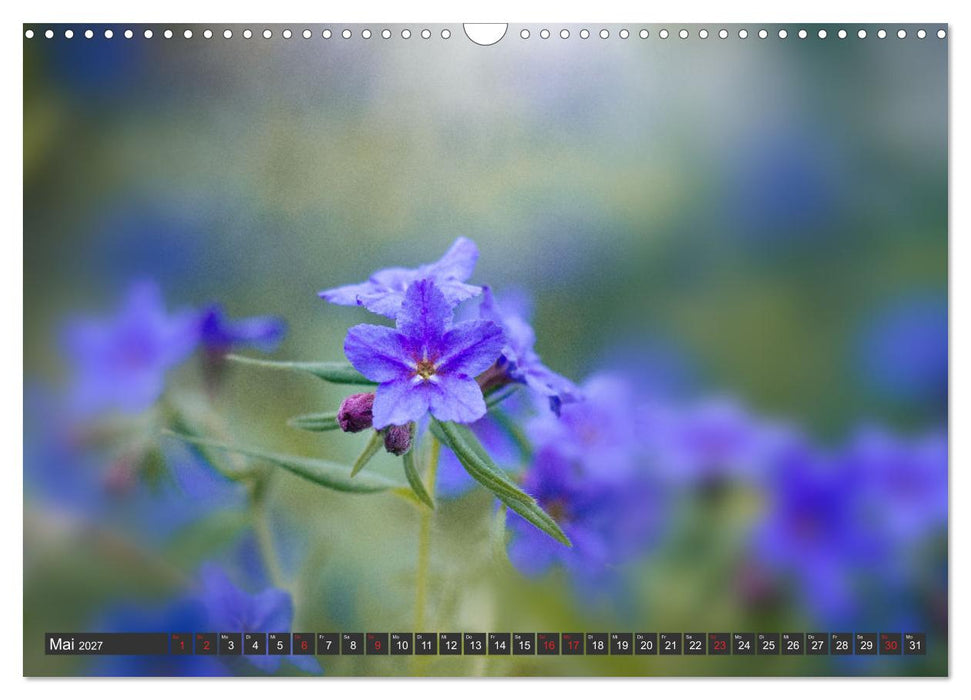 Makrowelt - Blumen und Insekten im Fokus (CALVENDO Wandkalender 2027)