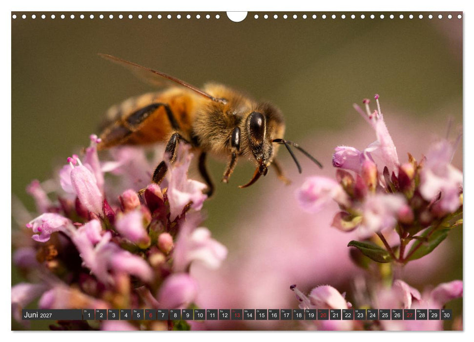 Makrowelt - Blumen und Insekten im Fokus (CALVENDO Wandkalender 2027)