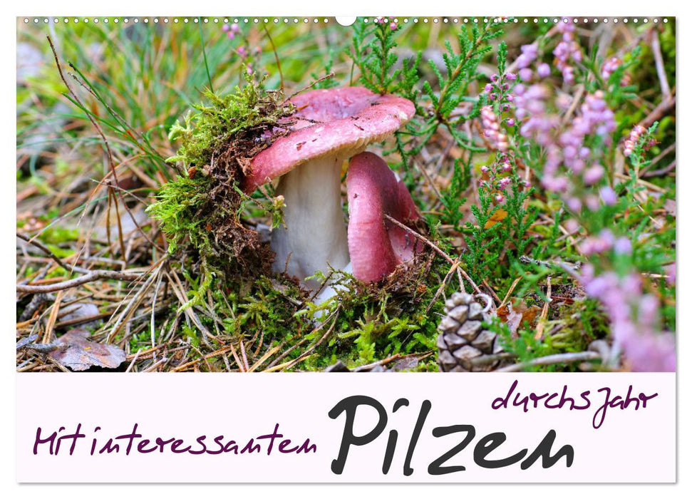 Mit interessanten Pilzen durchs Jahr (CALVENDO Wandkalender 2027)