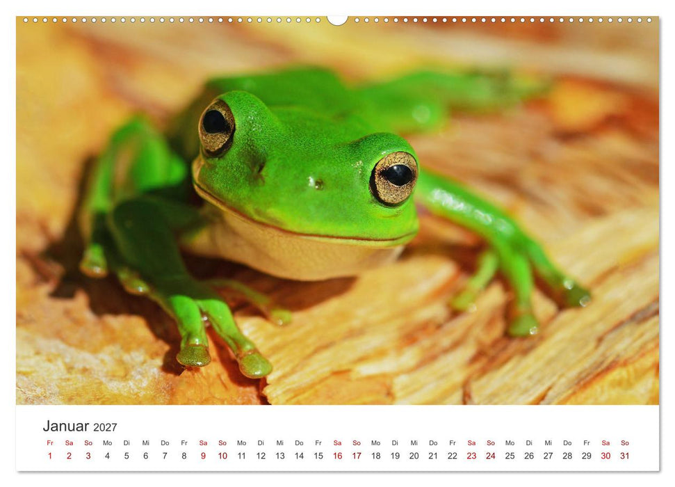 Frösche - Die wunderschöne Welt der bunten Hüpfer. (CALVENDO Wandkalender 2027)