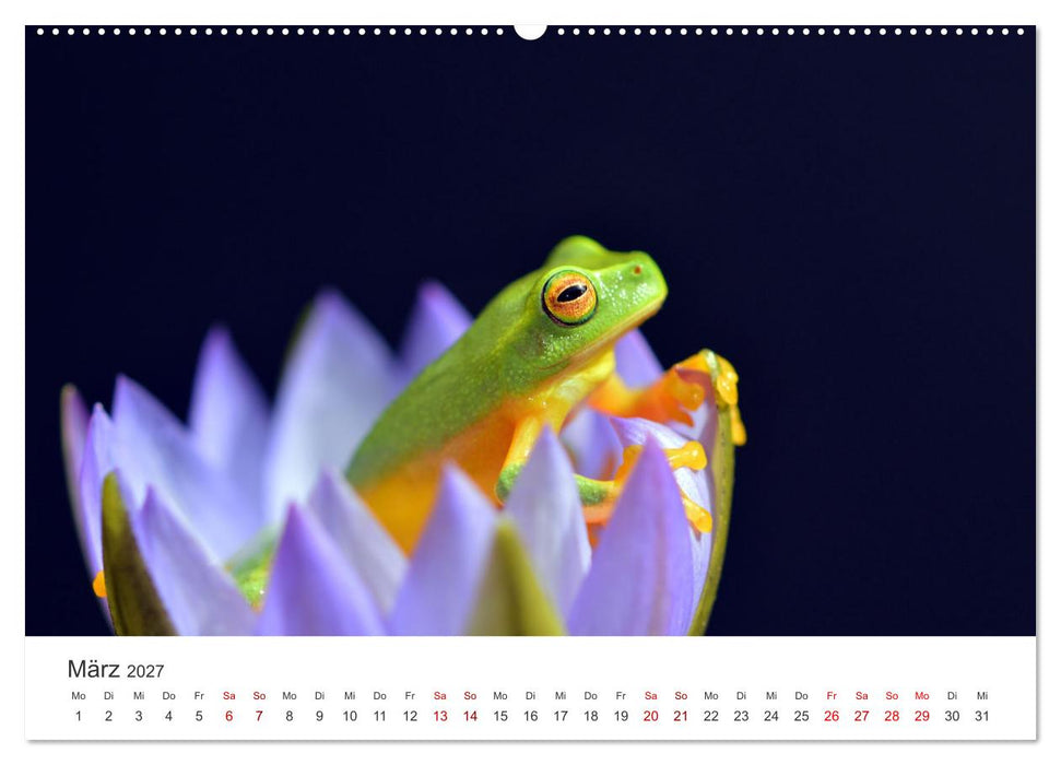 Frösche - Die wunderschöne Welt der bunten Hüpfer. (CALVENDO Wandkalender 2027)