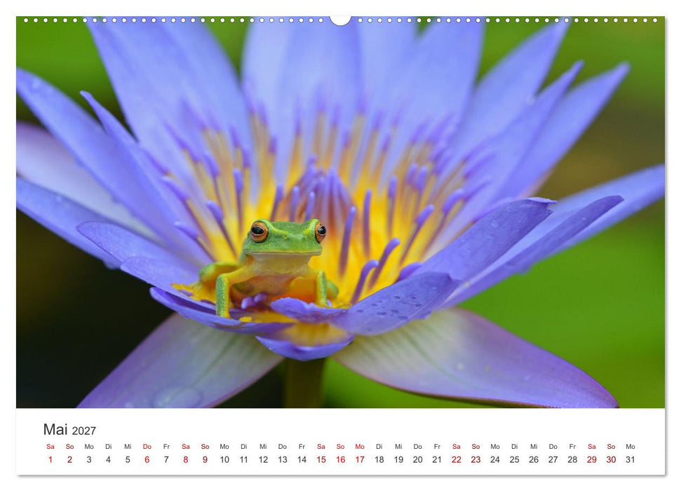 Frösche - Die wunderschöne Welt der bunten Hüpfer. (CALVENDO Wandkalender 2027)