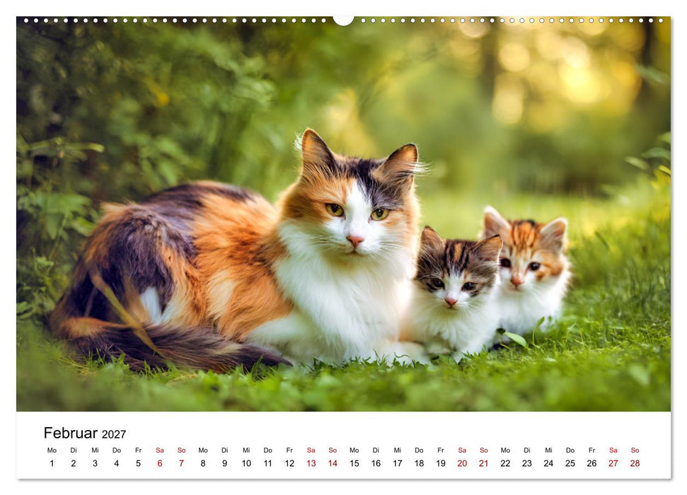 Glück hat drei Farben - ein Jahr mit ganz besonderen Katzen (CALVENDO Wandkalender 2027)