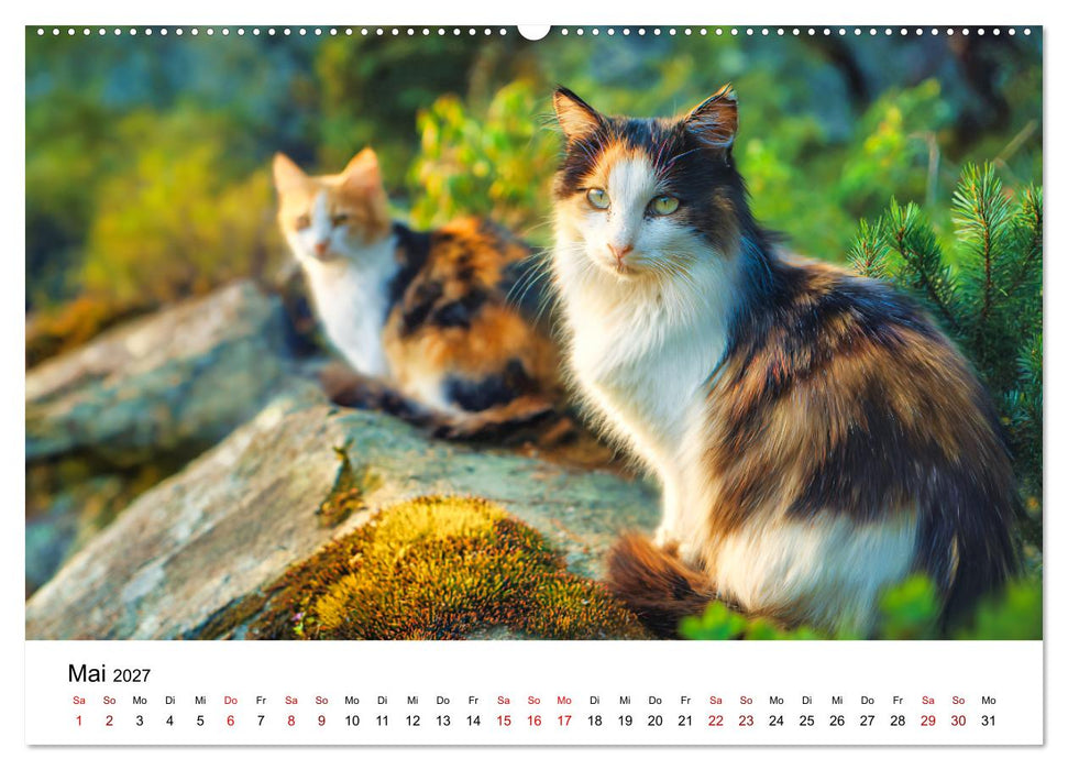 Glück hat drei Farben - ein Jahr mit ganz besonderen Katzen (CALVENDO Wandkalender 2027)