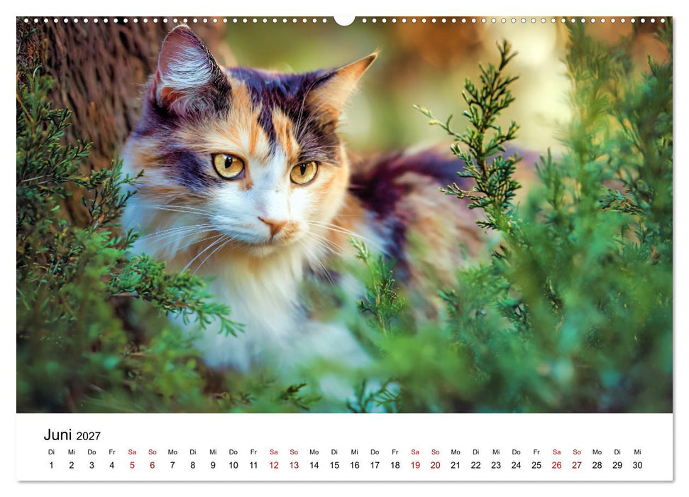 Glück hat drei Farben - ein Jahr mit ganz besonderen Katzen (CALVENDO Wandkalender 2027)