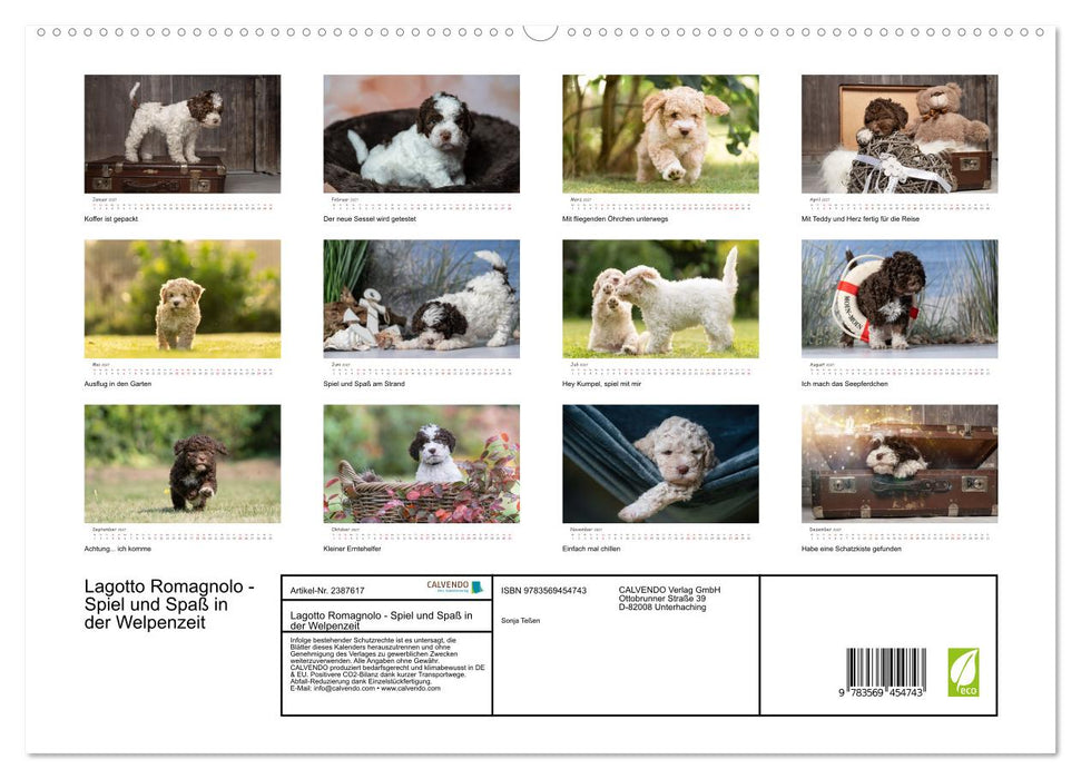 Lagotto Romagnolo - Spiel und Spaß in der Welpenzeit (CALVENDO Wandkalender 2027)