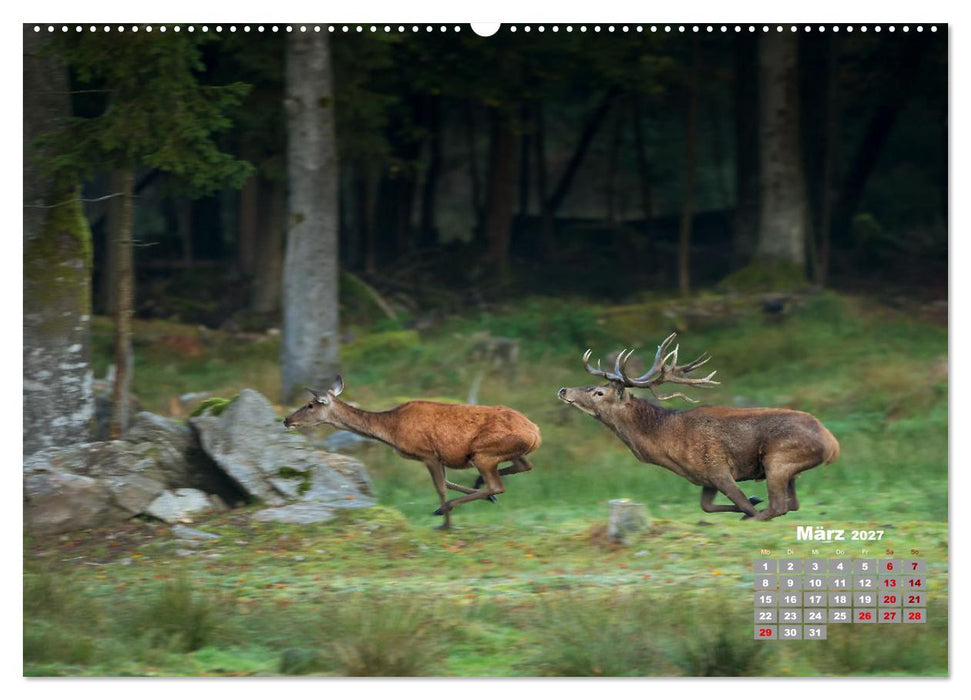 Krafttier Hirsch (CALVENDO Premium Wandkalender 2027)