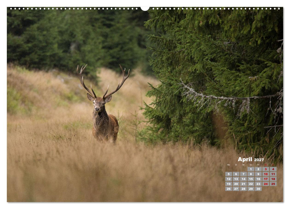 Krafttier Hirsch (CALVENDO Premium Wandkalender 2027)