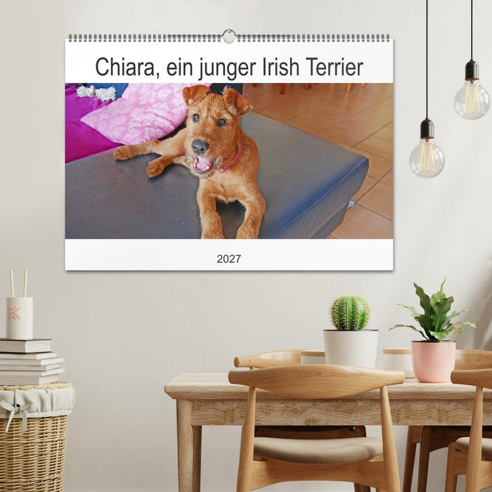 Chiara, ein junger Irish Terrier (CALVENDO Wandkalender 2027)