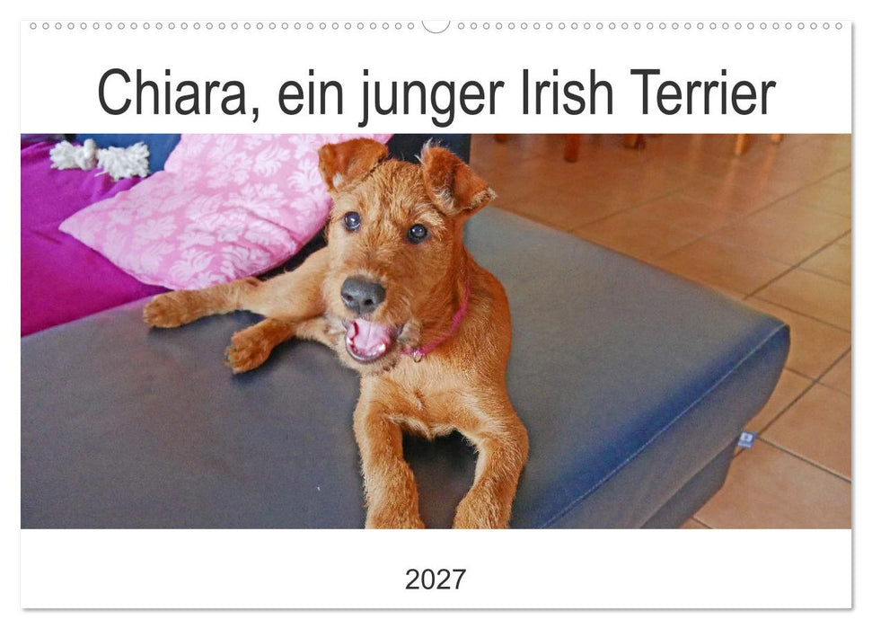 Chiara, ein junger Irish Terrier (CALVENDO Wandkalender 2027)