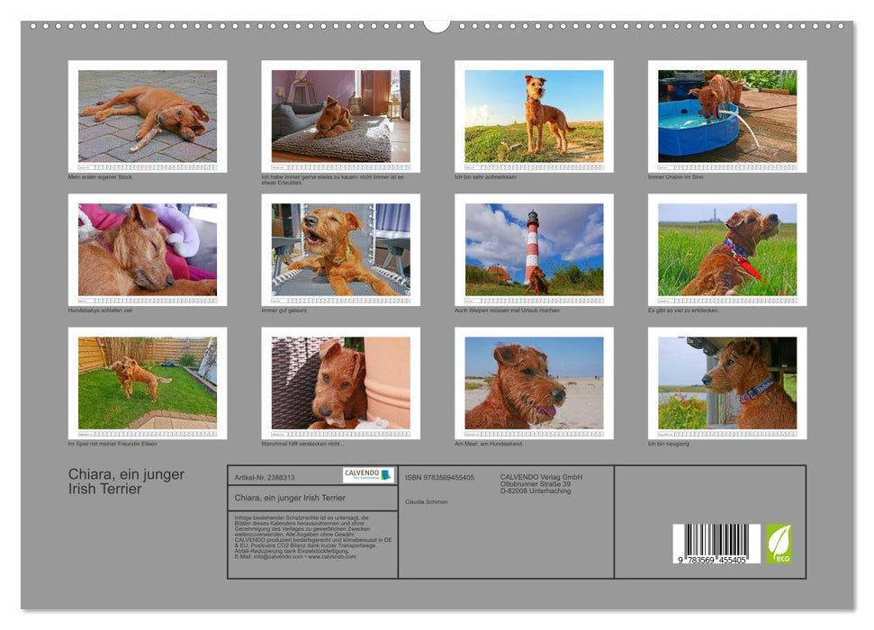Chiara, ein junger Irish Terrier (CALVENDO Wandkalender 2027)