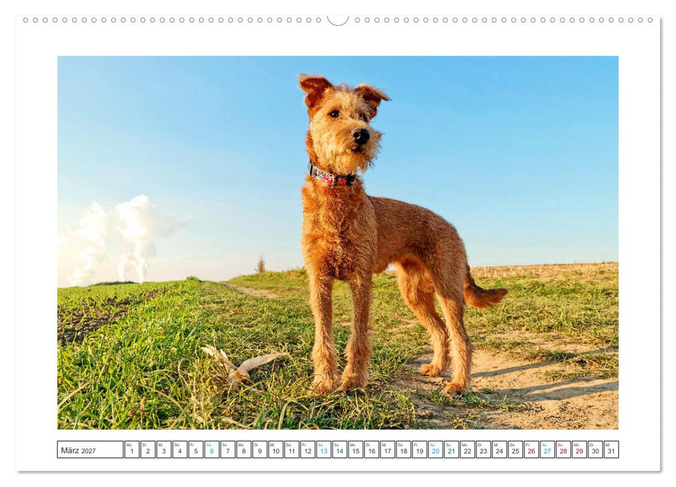 Chiara, ein junger Irish Terrier (CALVENDO Wandkalender 2027)