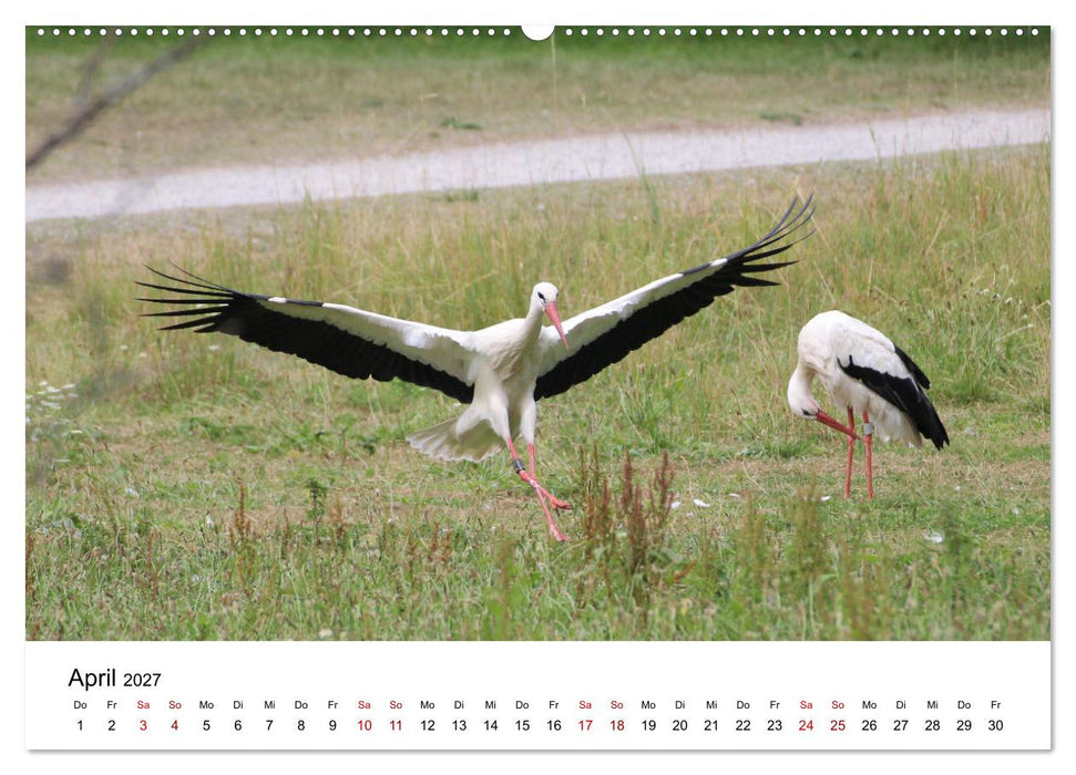 Weißstorch, der stolze Flieger (CALVENDO Wandkalender 2027)