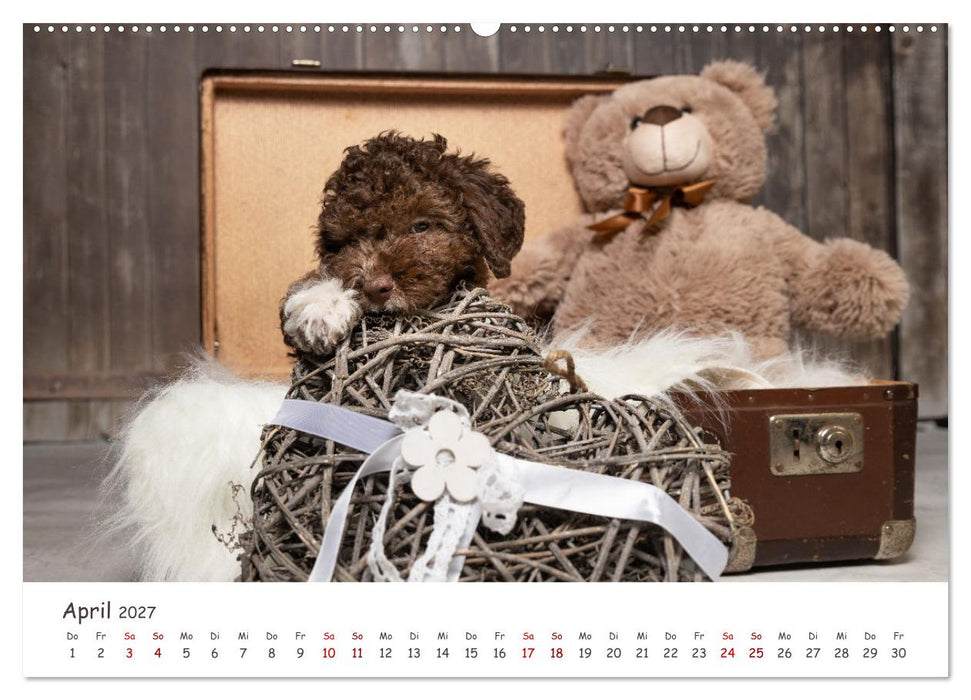 Lagotto Romagnolo - Spiel und Spaß in der Welpenzeit (CALVENDO Premium Wandkalender 2027)