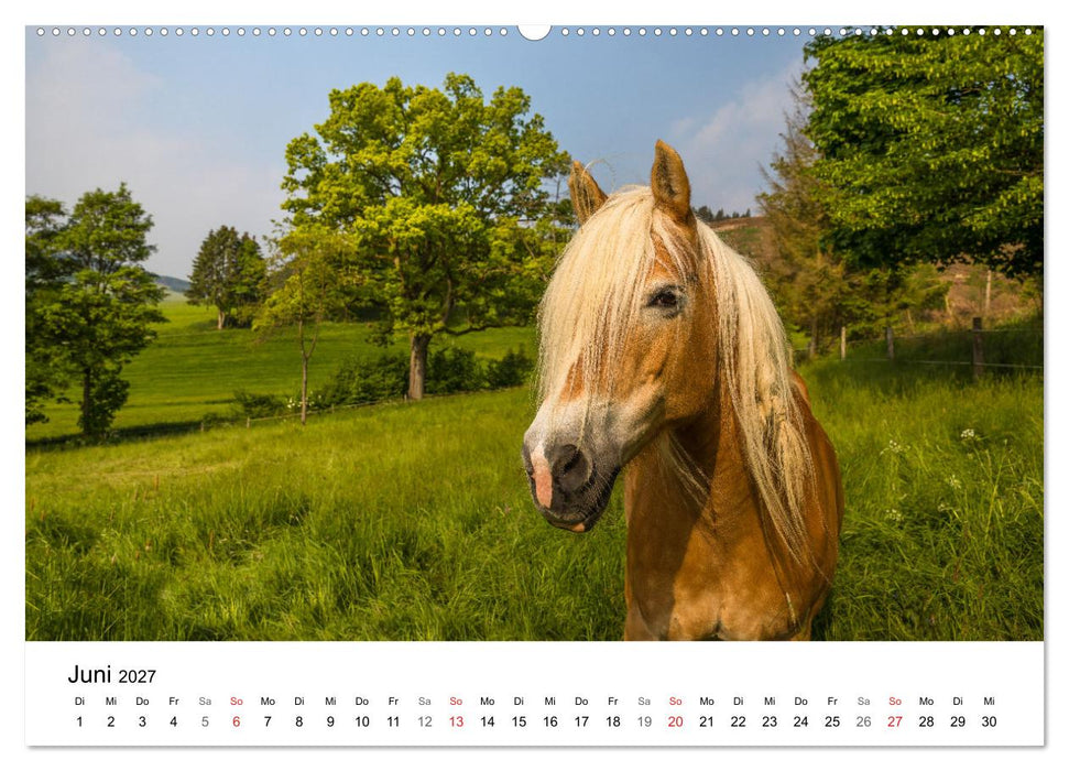 Wittgenstein – Eine Region mit beeindruckend schöner Landschaft (CALVENDO Premium Wandkalender 2027)
