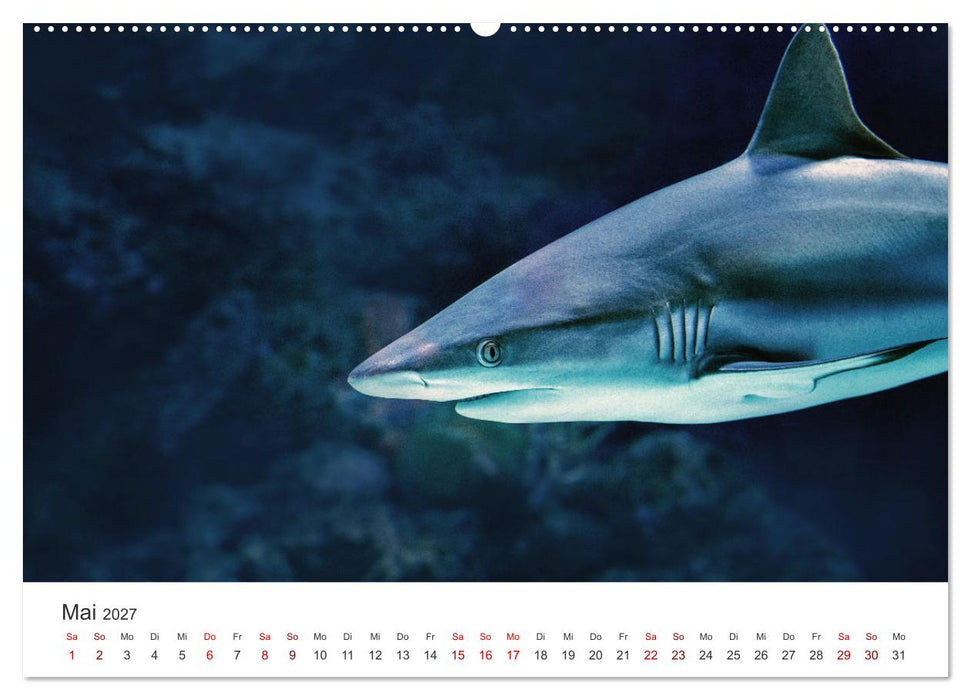 Haie - Könige der Meere. (CALVENDO Wandkalender 2027)