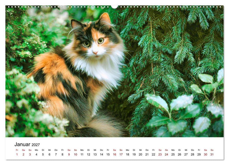 Glück hat drei Farben - ein Jahr mit ganz besonderen Katzen (CALVENDO Premium Wandkalender 2027)