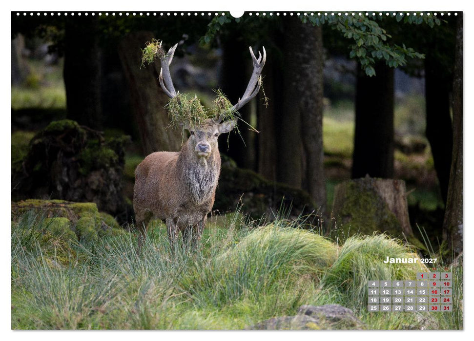 Krafttier Hirsch (CALVENDO Wandkalender 2027)