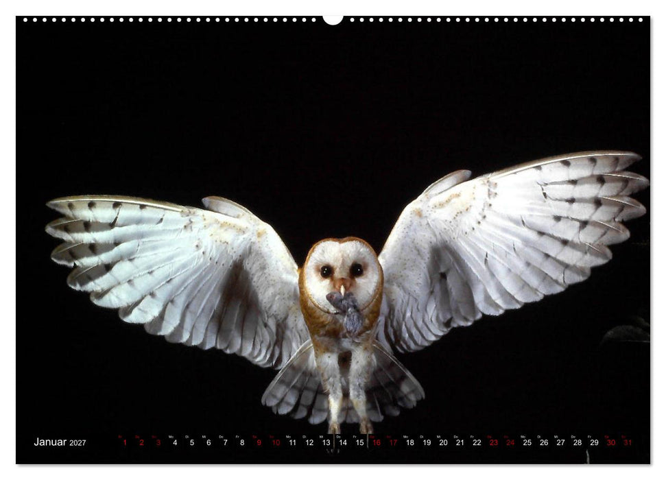 Vögel, Gefiederte Schönheiten (CALVENDO Wandkalender 2027)