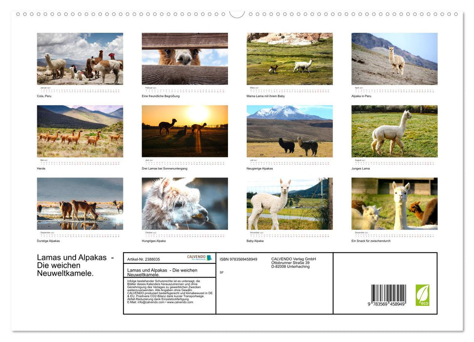 Lamas und Alpakas - Die weichen Neuweltkamele. (CALVENDO Premium Wandkalender 2027)