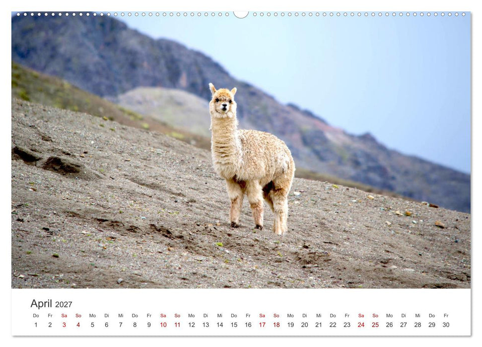 Lamas und Alpakas - Die weichen Neuweltkamele. (CALVENDO Premium Wandkalender 2027)