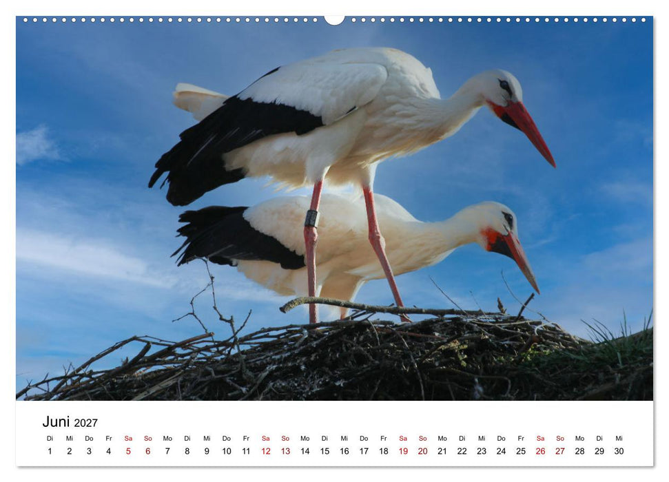 Weißstorch, der stolze Flieger (CALVENDO Premium Wandkalender 2027)
