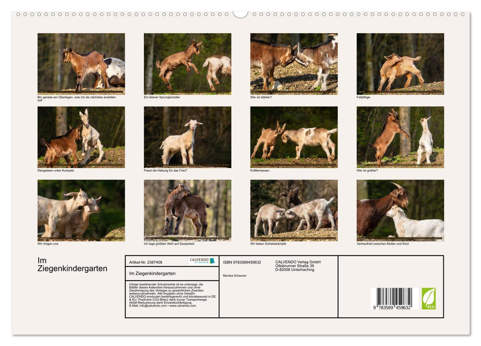 Im Ziegenkindergarten (CALVENDO Premium Wandkalender 2027)