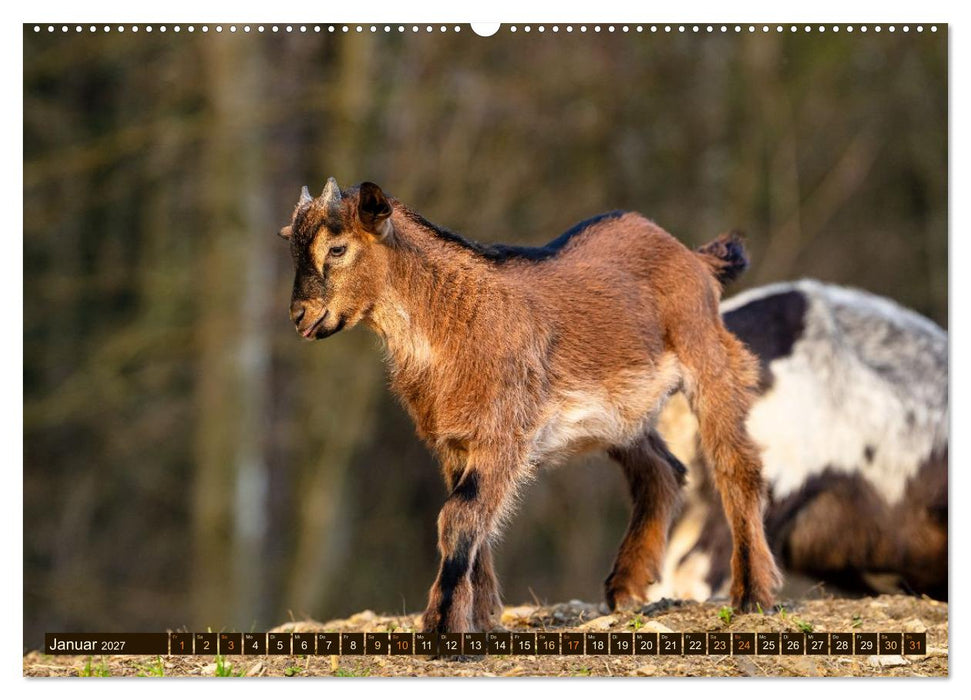 Im Ziegenkindergarten (CALVENDO Premium Wandkalender 2027)