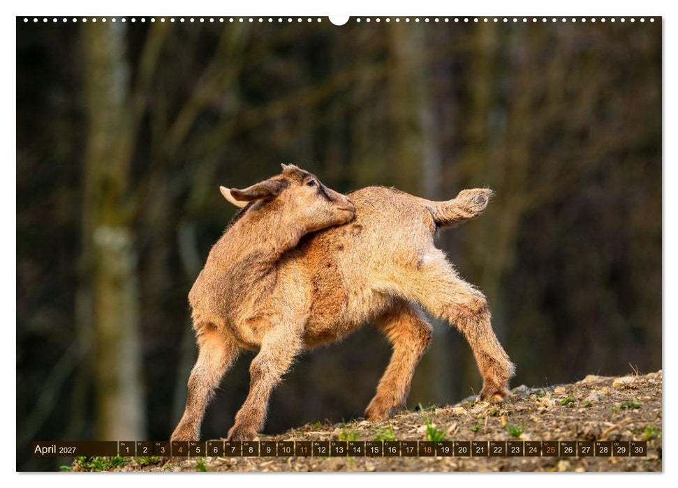 Im Ziegenkindergarten (CALVENDO Premium Wandkalender 2027)