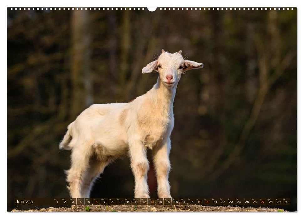 Im Ziegenkindergarten (CALVENDO Premium Wandkalender 2027)
