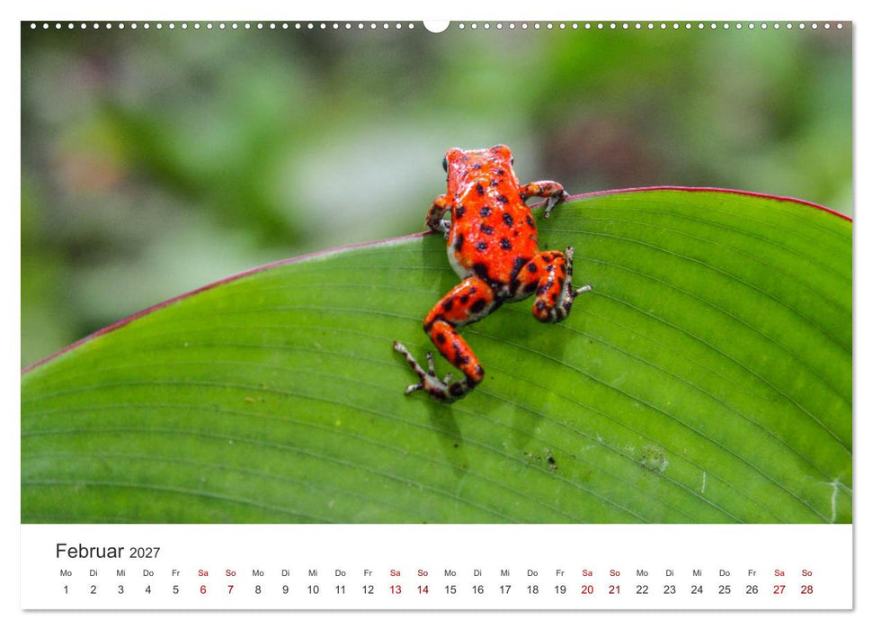Frösche - Die wunderschöne Welt der bunten Hüpfer. (CALVENDO Premium Wandkalender 2027)