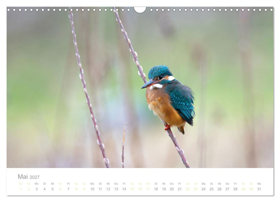 Eisvogel im Porträt (CALVENDO Wandkalender 2027)