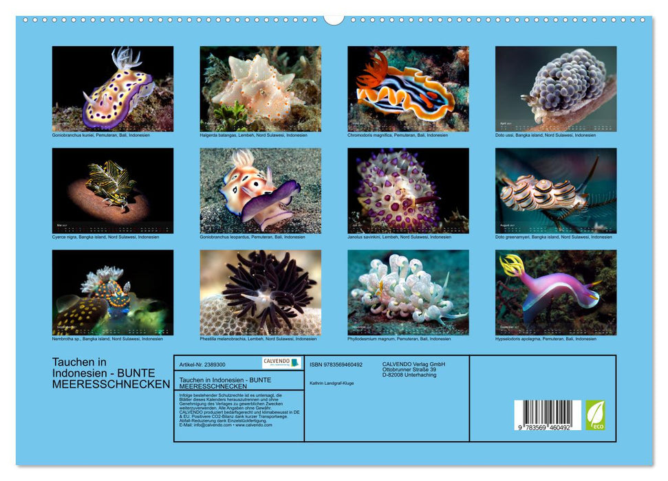 Tauchen in Indonesien - BUNTE MEERESSCHNECKEN (CALVENDO Premium Wandkalender 2027)