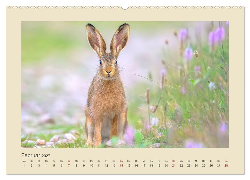 Tiere im Wald. Bezaubernde Begegnungen (CALVENDO Wandkalender 2027)