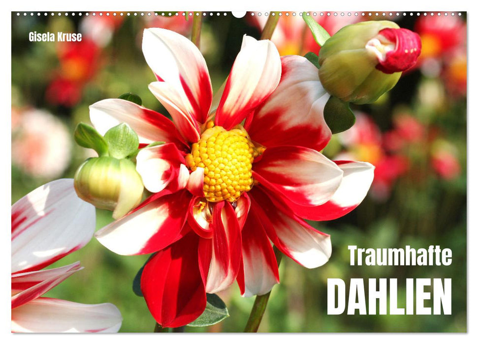 Traumhafte Dahlien (CALVENDO Wandkalender 2027)