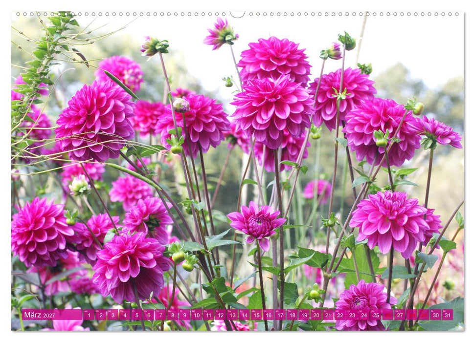 Traumhafte Dahlien (CALVENDO Wandkalender 2027)