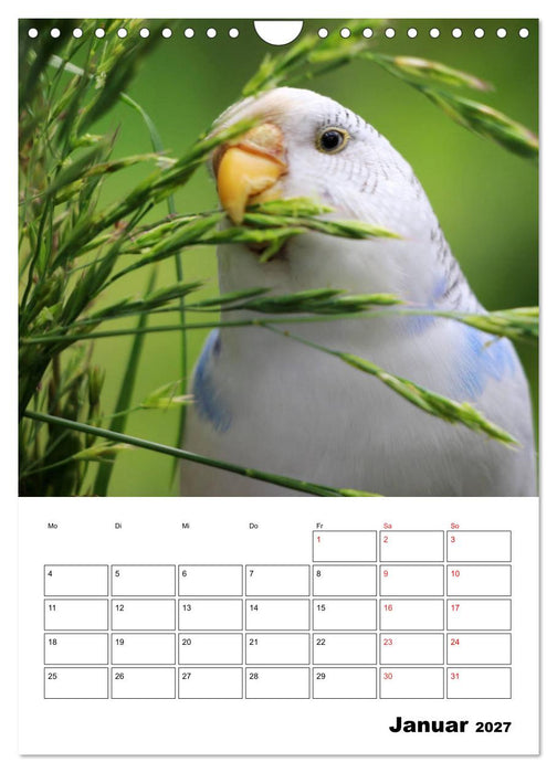 Wellensittichkalender Jubiläumsedition - 10 Jahre Wellensittichkalender! (CALVENDO Wandkalender 2027)