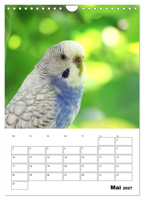 Wellensittichkalender Jubiläumsedition - 10 Jahre Wellensittichkalender! (CALVENDO Wandkalender 2027)