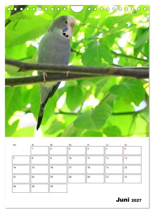 Wellensittichkalender Jubiläumsedition - 10 Jahre Wellensittichkalender! (CALVENDO Wandkalender 2027)
