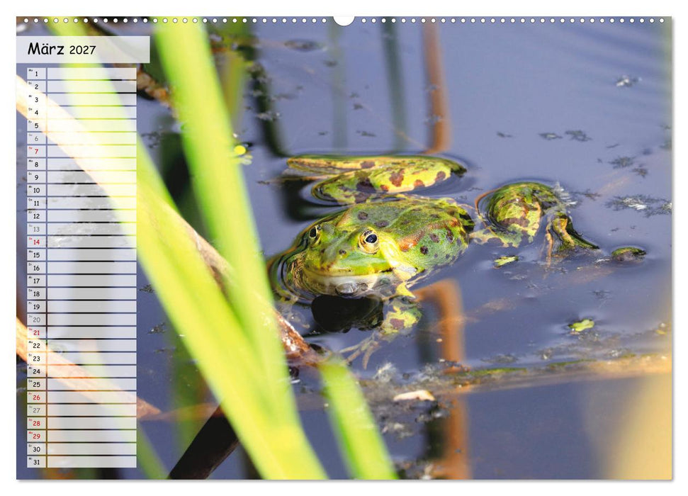 Teichfrösche (CALVENDO Wandkalender 2027)