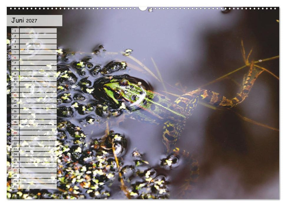Teichfrösche (CALVENDO Wandkalender 2027)