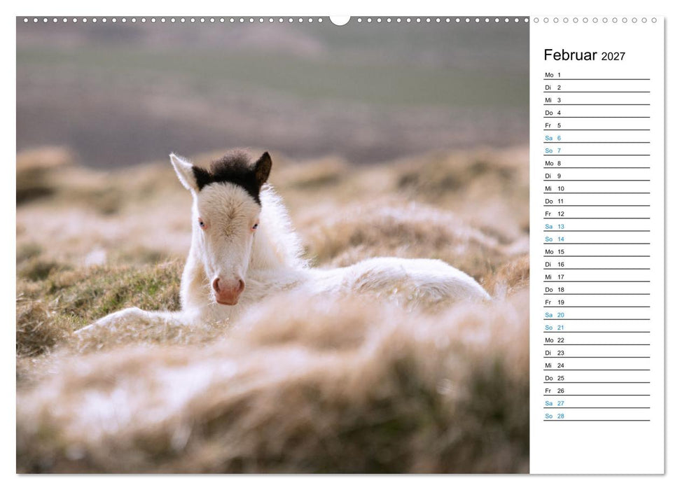 Islandpferde Kalender - Pferde von der Insel aus Feuer und Eis (CALVENDO Wandkalender 2027)